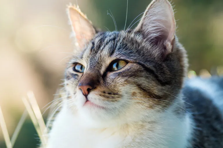 udito del gatto