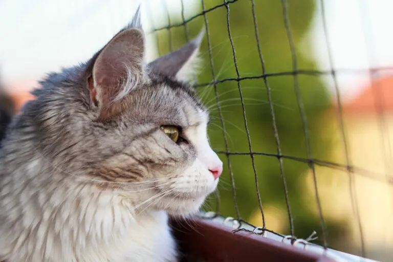balcone a prova di gatto
