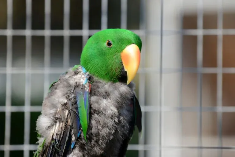 muta piumaggio pappagallo eclectus
