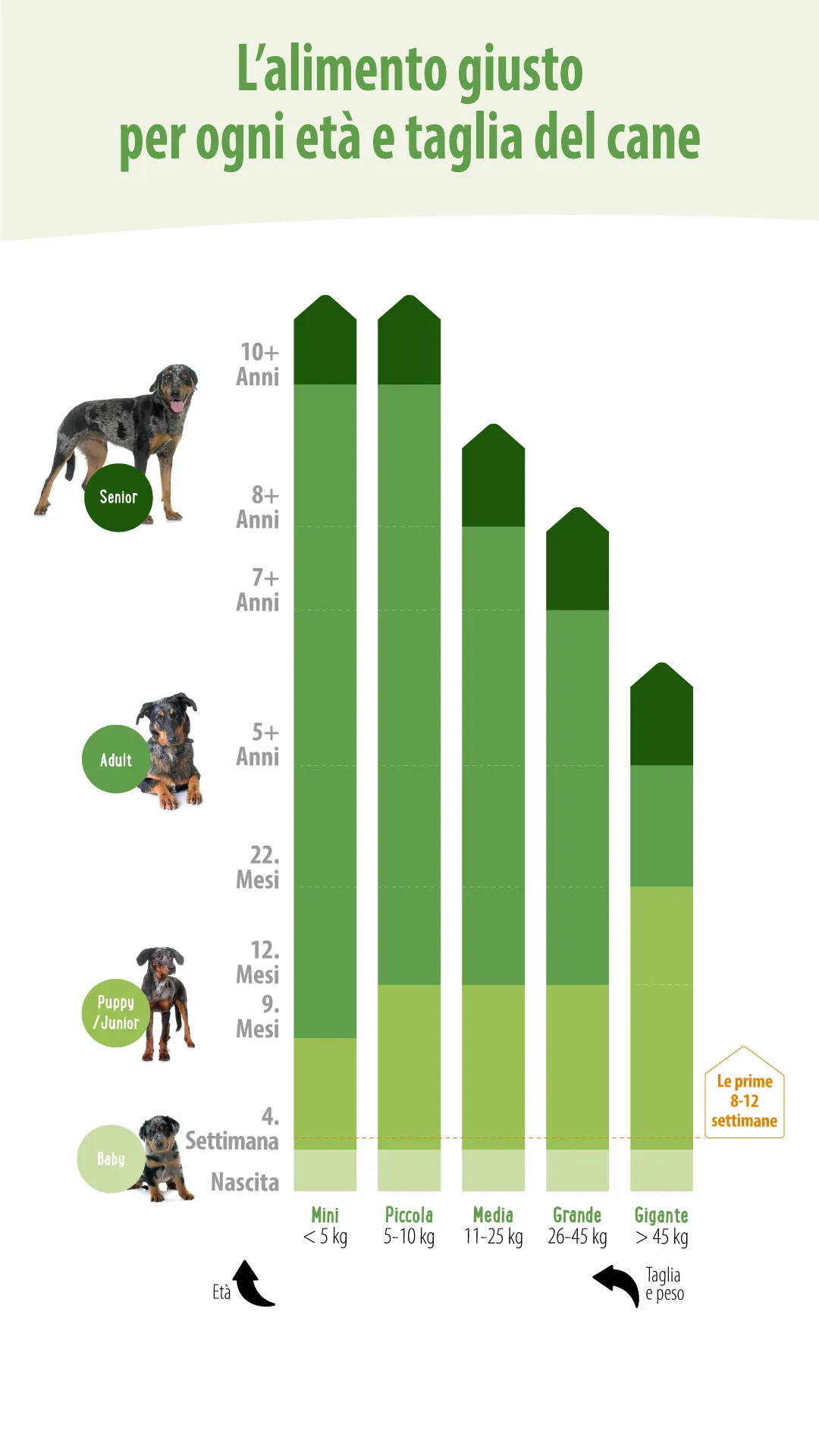 L&rsquo;alimento giusto per ogni et&agrave; e taglia del cane