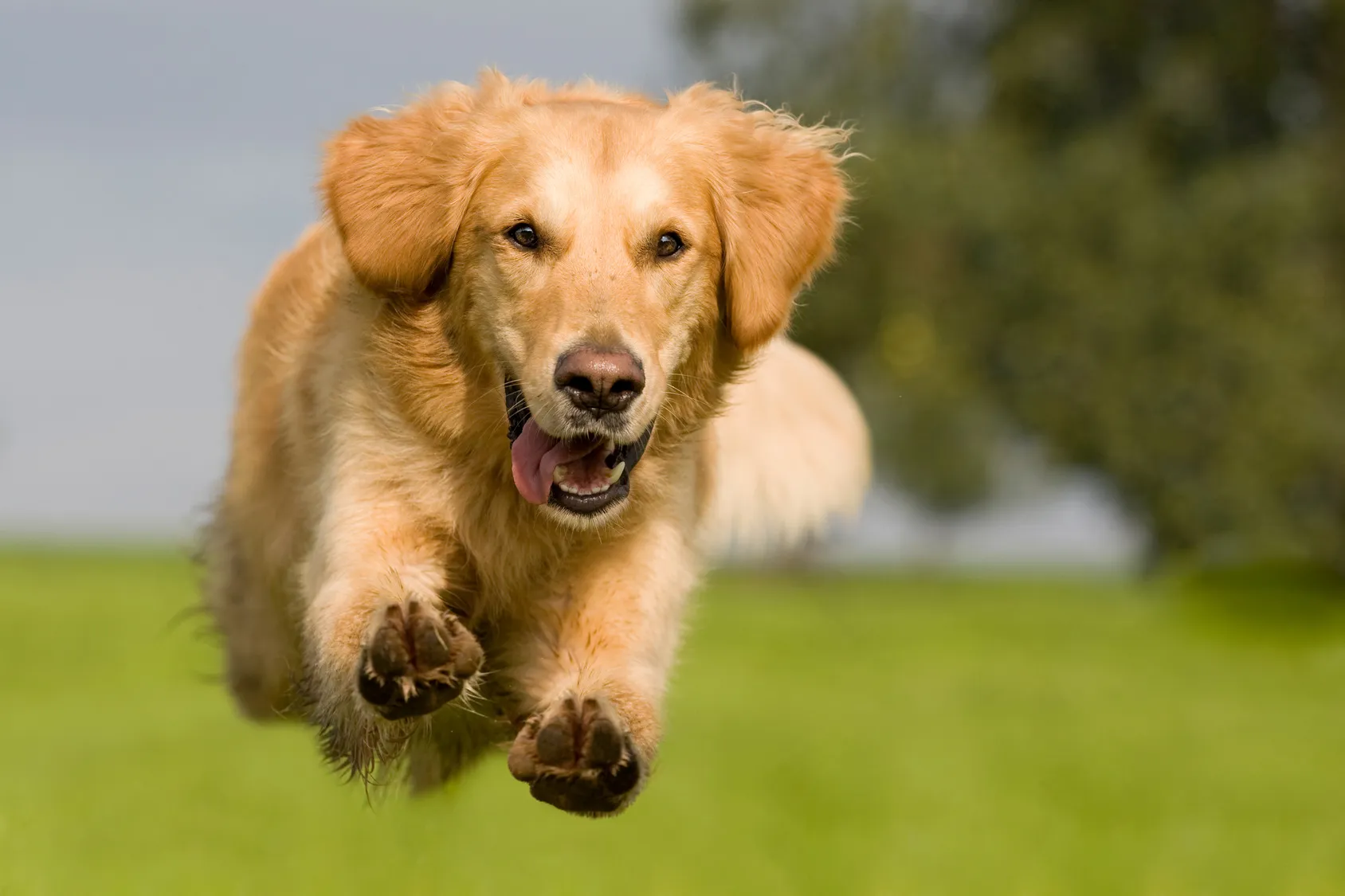 I segnali che dimostrano che il cane &egrave; felice