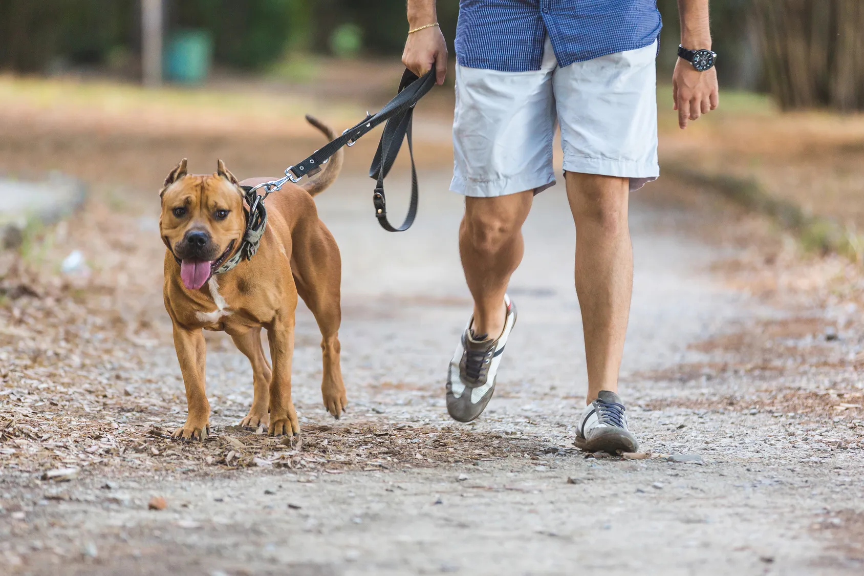 I segnali che dimostrano che il cane &egrave; felice