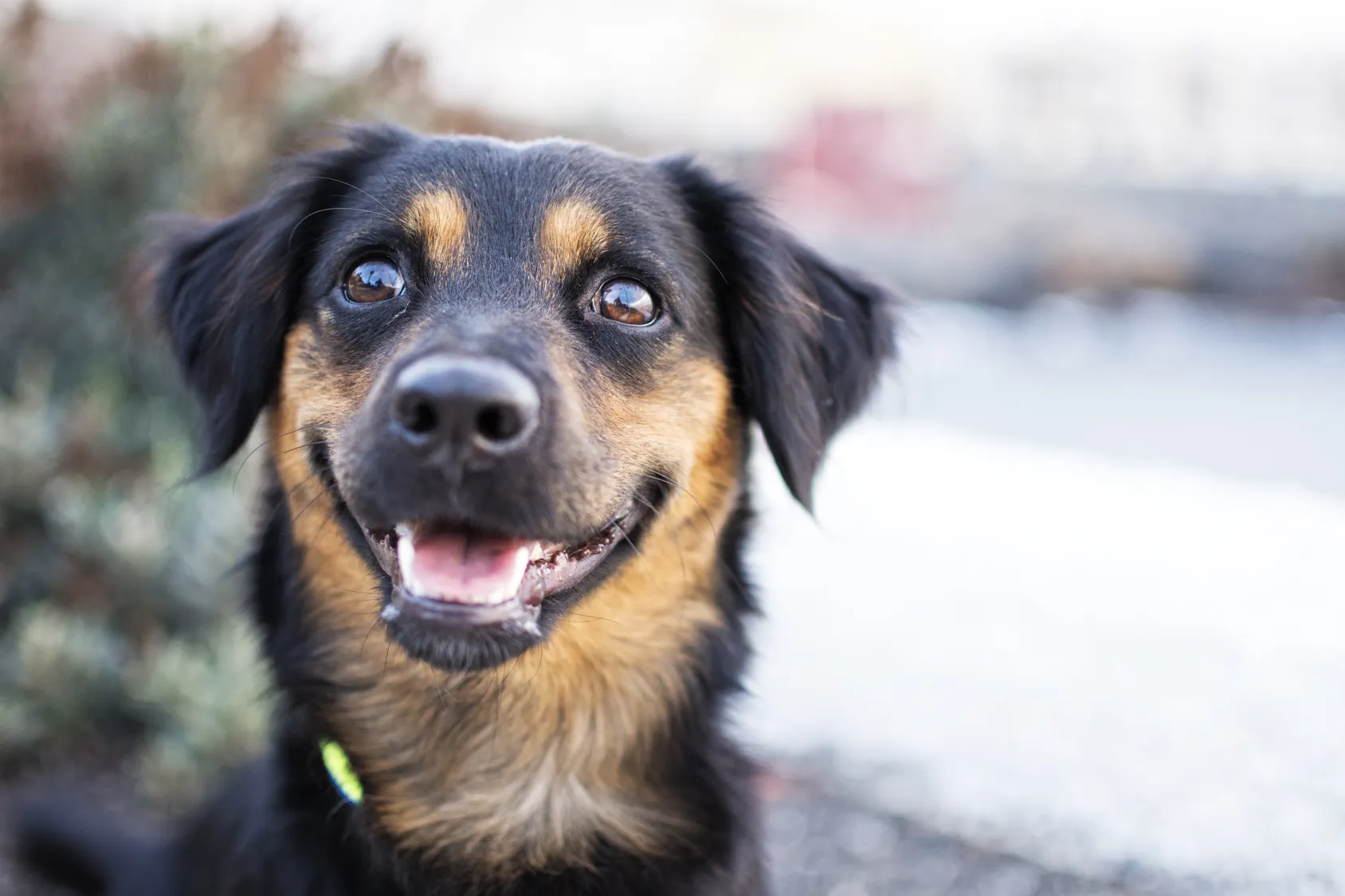 I segnali che dimostrano che il cane &egrave; felice
