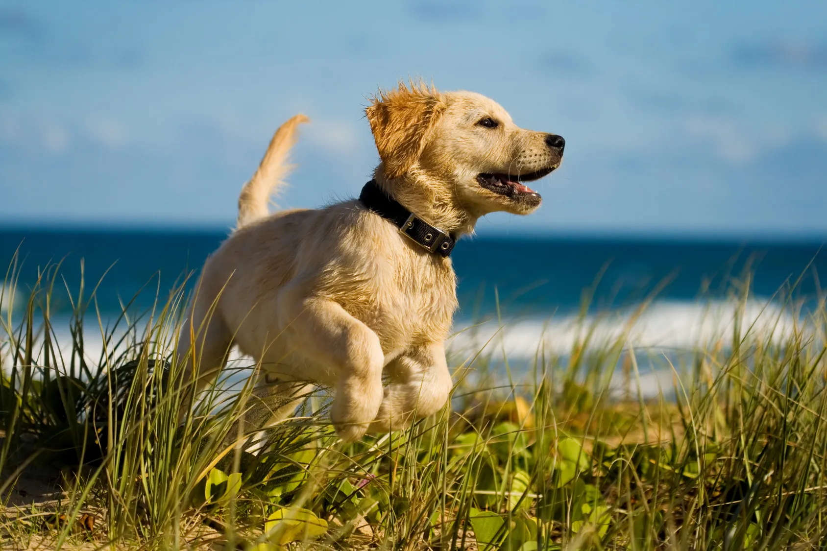 I segnali che dimostrano che il cane &egrave; felice
