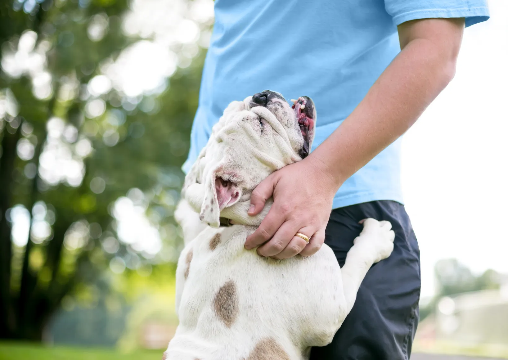 I segnali che dimostrano che il cane &egrave; felice