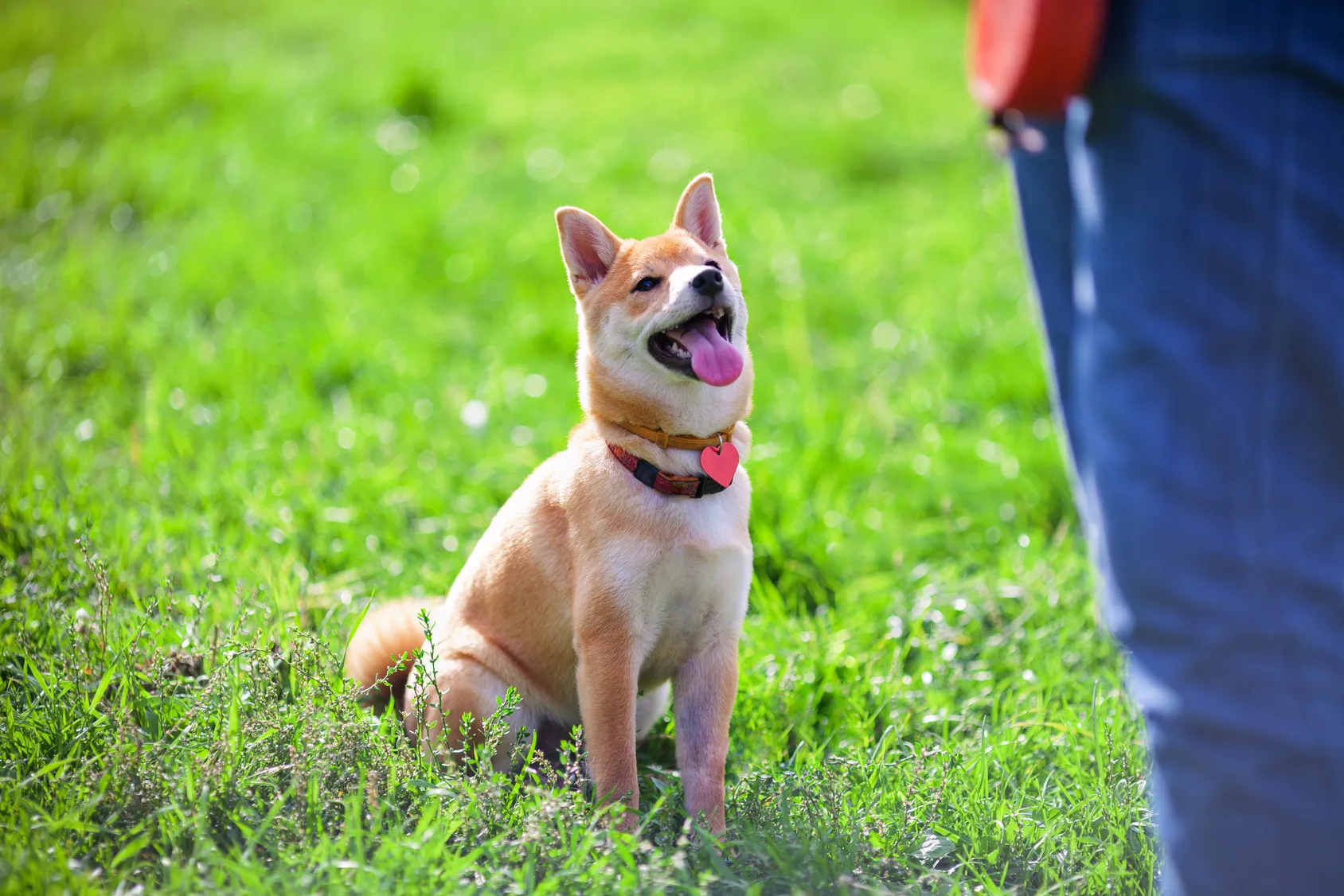 I segnali che dimostrano che il cane &egrave; felice