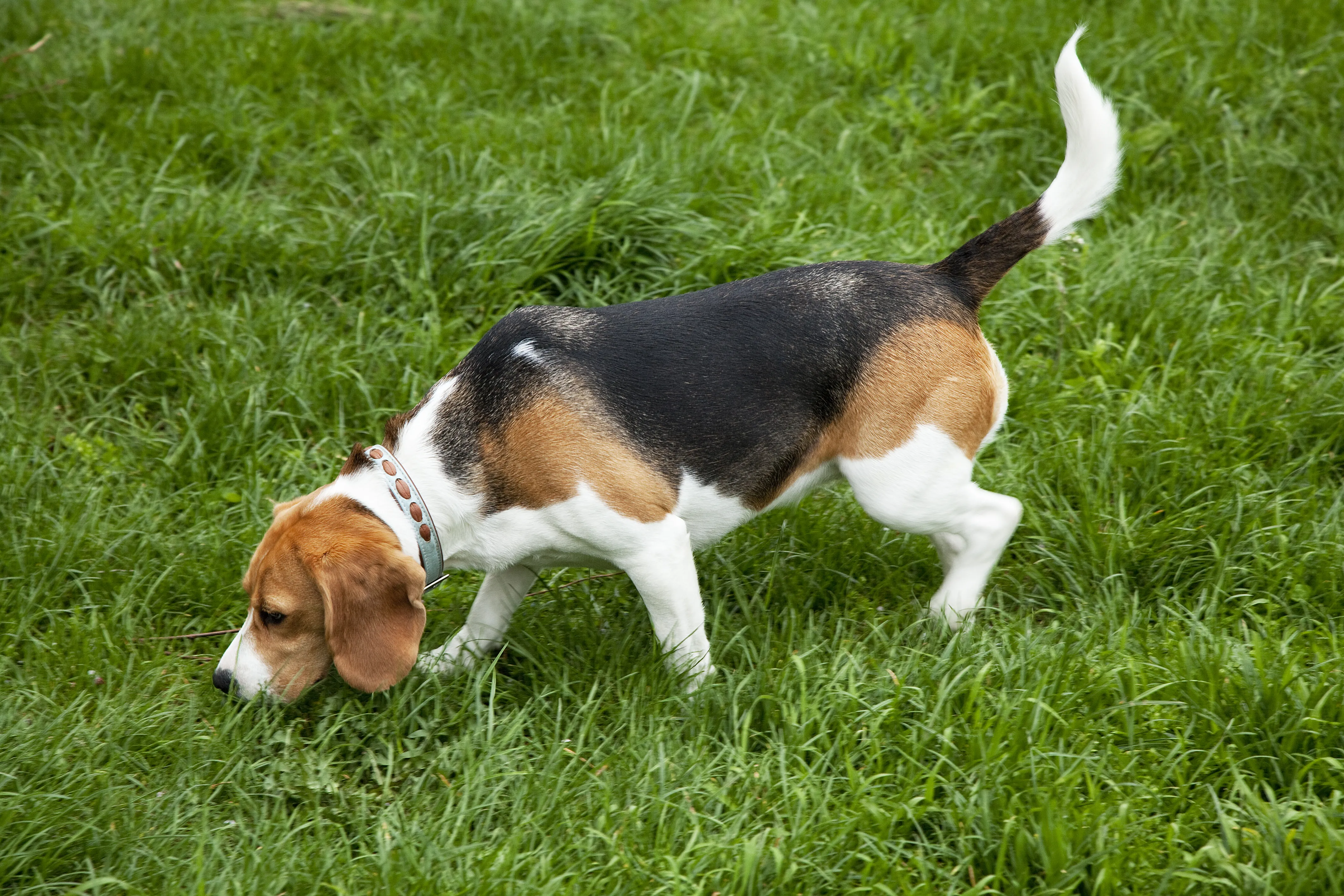 American Foxhound