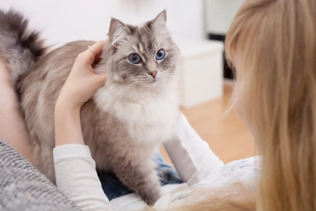 Gatto