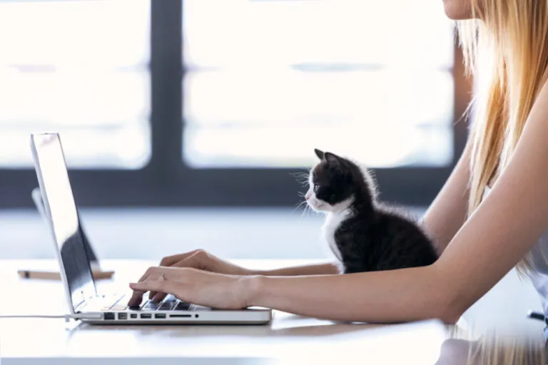 Gatto su computer