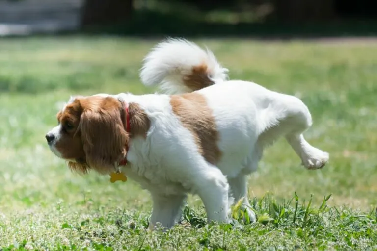 pipì del cane sul prato