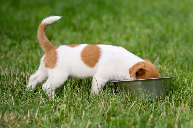 Determinare la quantità di cibo per cuccioli