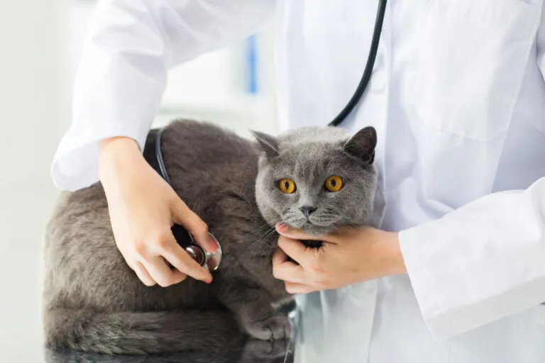 digestione del gatto