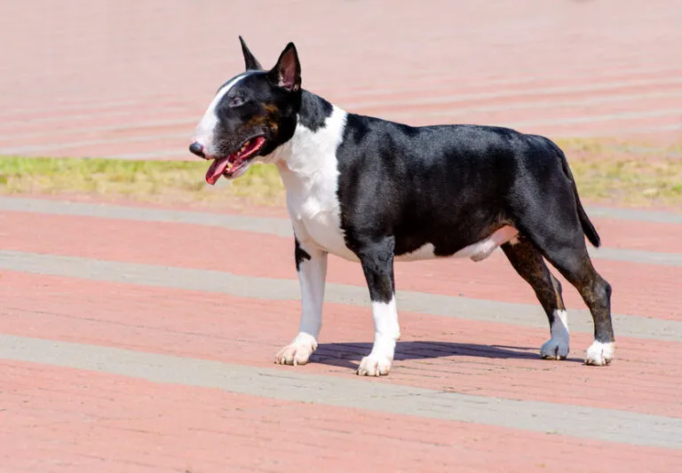 Bull Terrier con linguetta di fuori