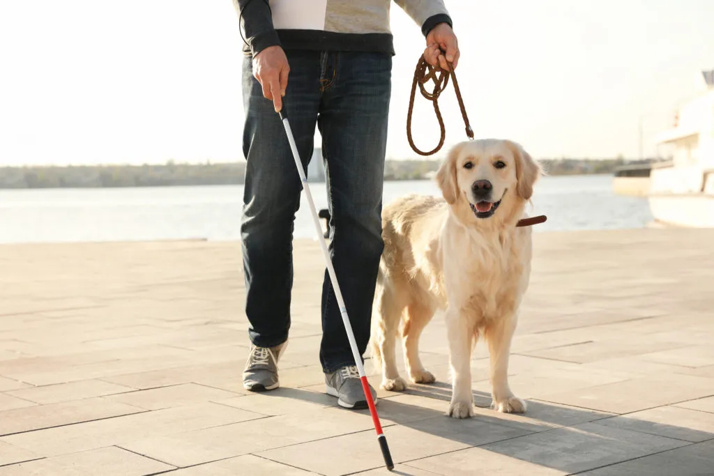 cane guida aiuta non vedente