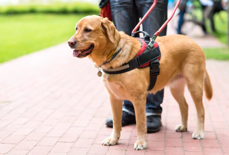 golden retriever aiuta persona cieca