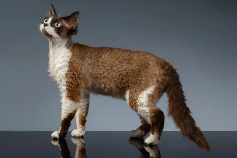 devon rex gatto