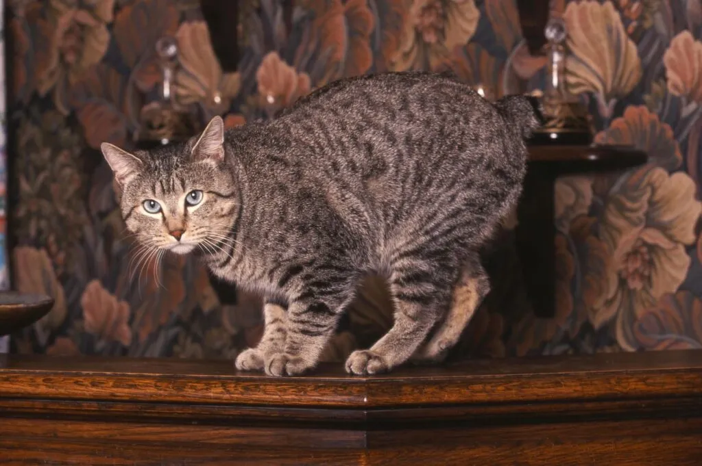 gatto Pixie Bob su com&ograve; marrone