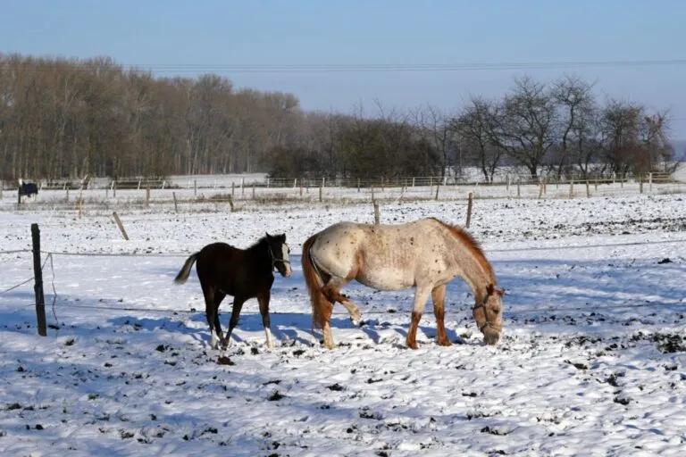 arpeggio cavallo