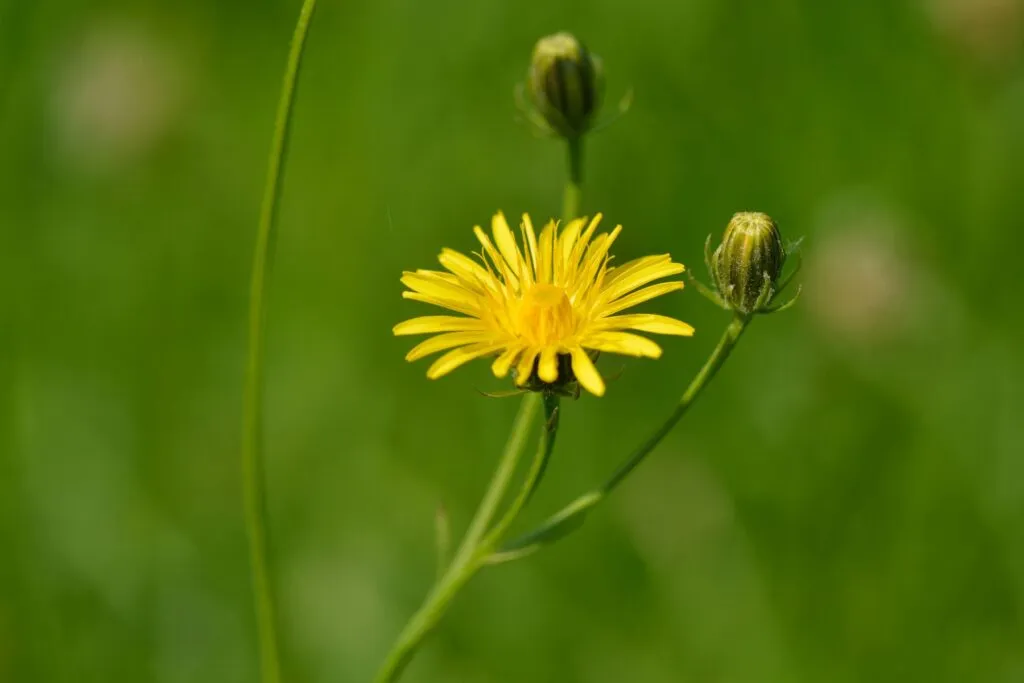 costolina giuncolina (Hypochaeris-radicata)