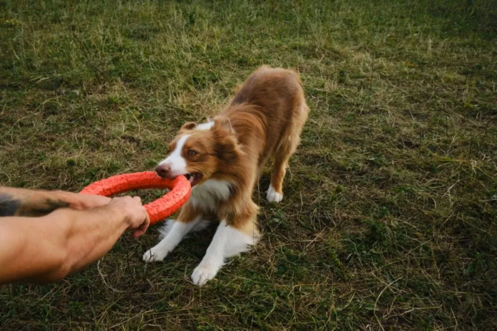 cane morde gioco anello