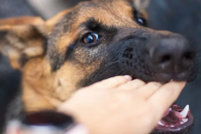morso di cane