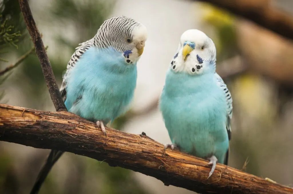 2 parrocchetti ondulati