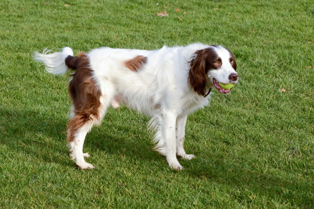 English Springer Spaniel gioca con palla