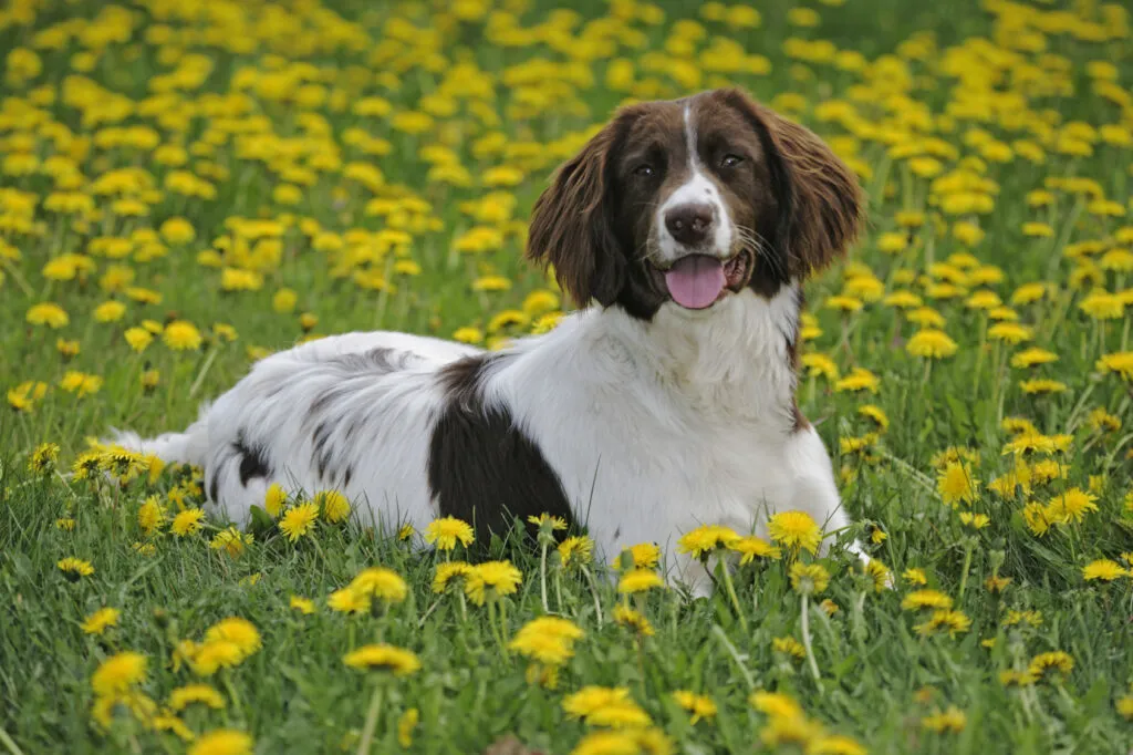 English Springer Spaniel tra margherite