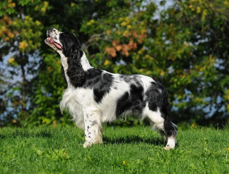 Springer Spaniel inglese