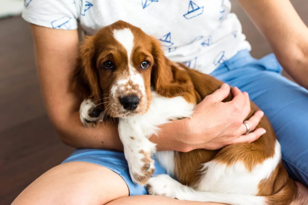 cucciolo english springer spaniel