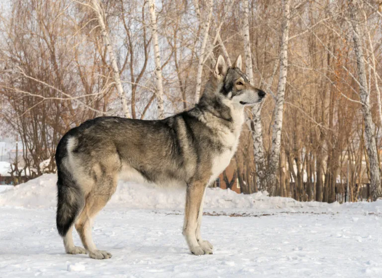 Cane Lupo di Saarloos