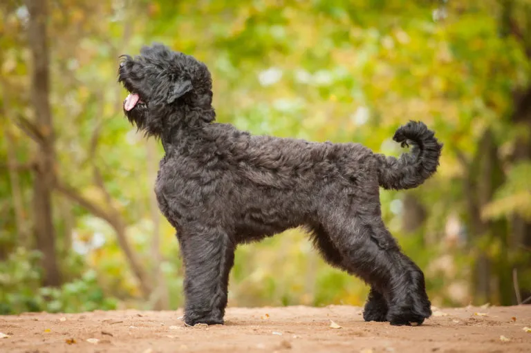 Terrier Nero Russo