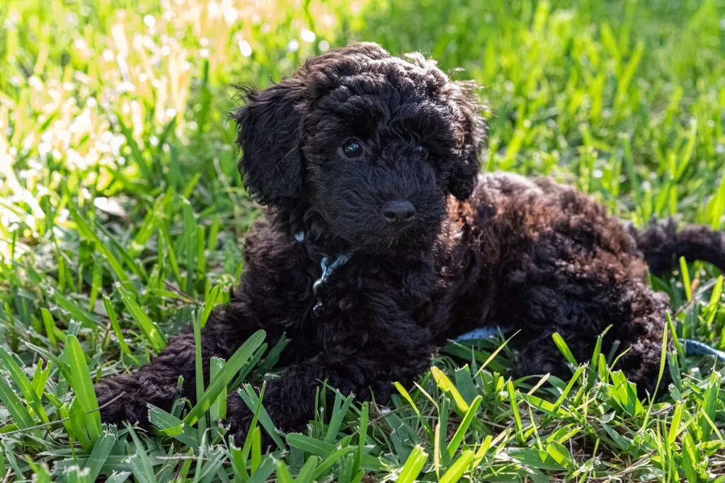 schnoodle cucciolo
