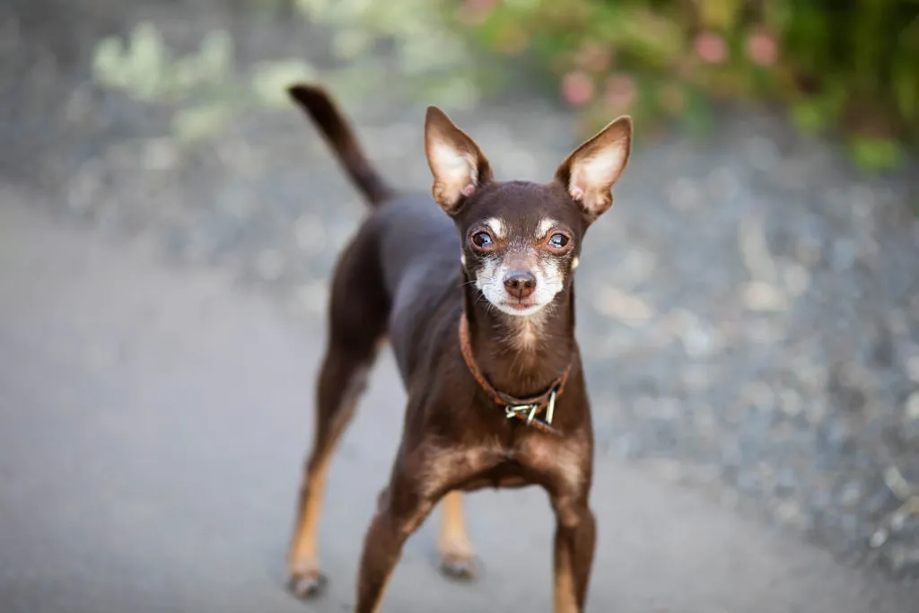 Russian Mini Toy Terrier
