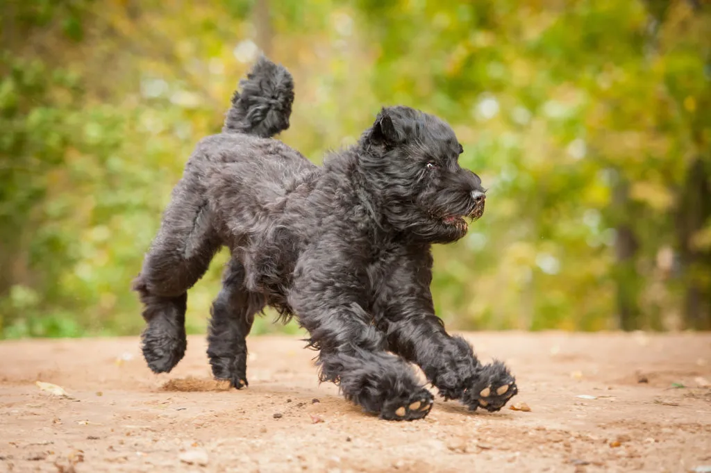 terrier nero russo gioca nel parco