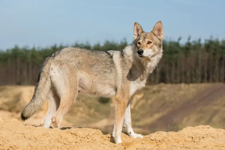 Tamaskan