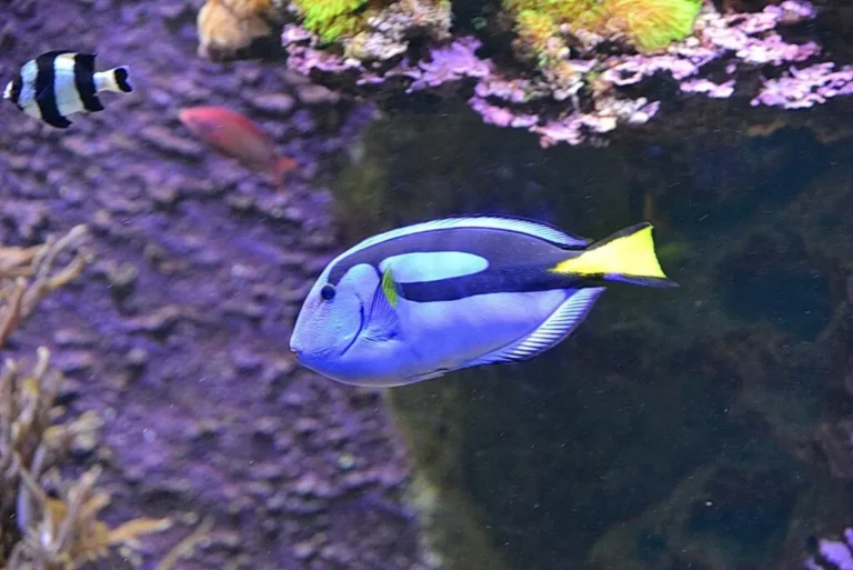 pesce chirurgo blu