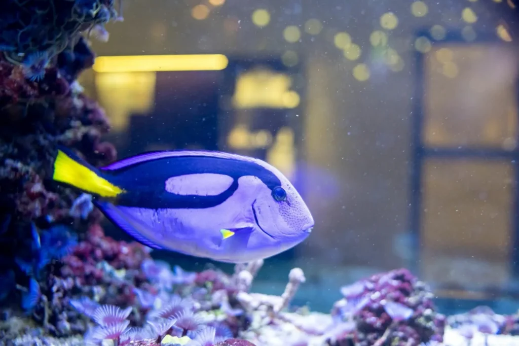 pesce chirurgo blu in acquario acqua salata