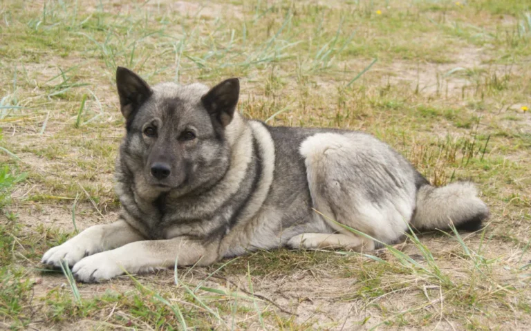 Norsk Elghund Grigio