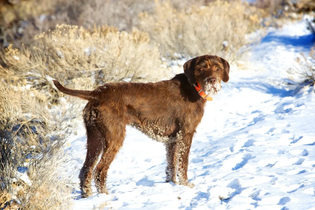 Pudelpointer nella neve