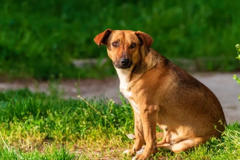 Pinscher Austriaco a pelo corto