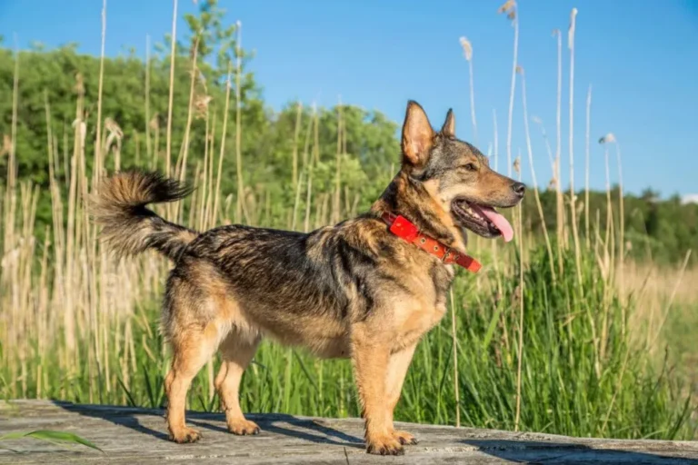 Västgötaspets