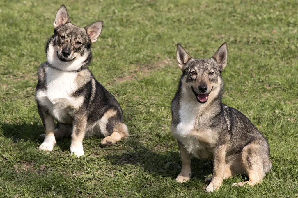V&auml;stg&ouml;taspets grigio e nero in giardino