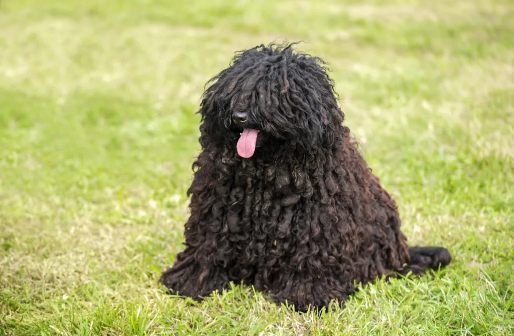 puli nero