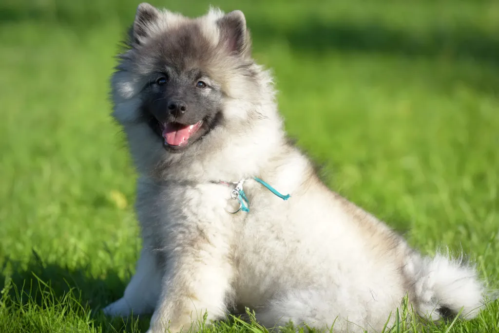 wolfspitz cucciolo