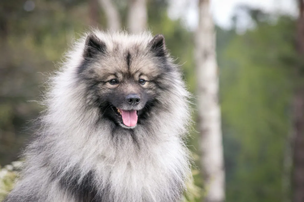 wolfspitz grigio