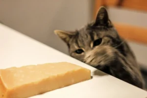 I gatti possono mangiare formaggio?