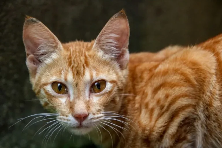 gatto ceylon