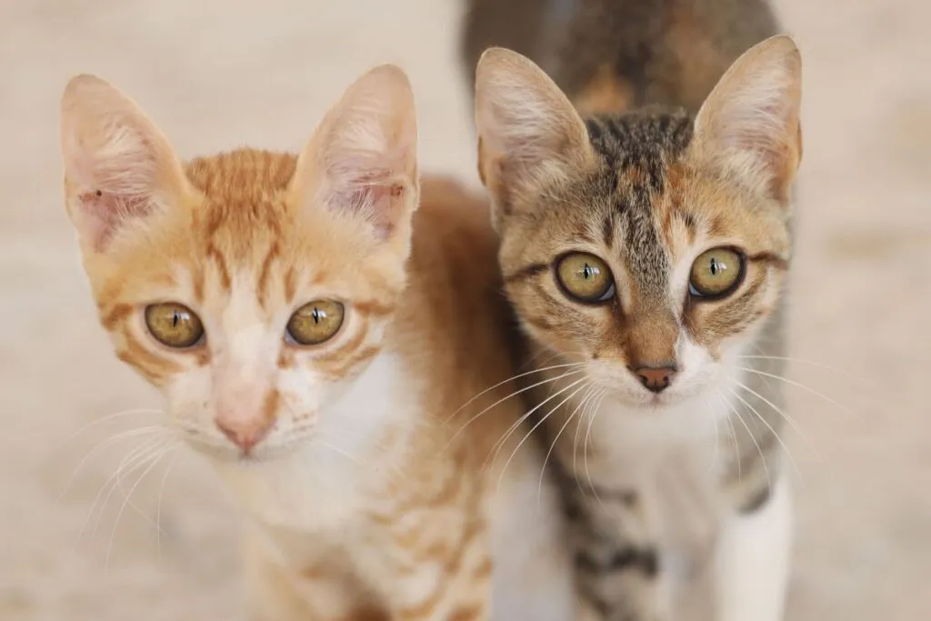 gatto ceylon simbolo m fronte
