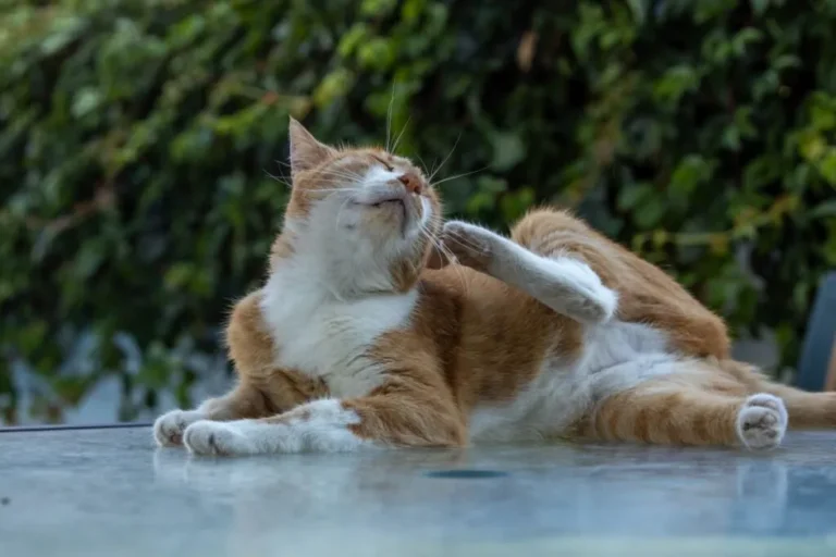 otoematoma gatto